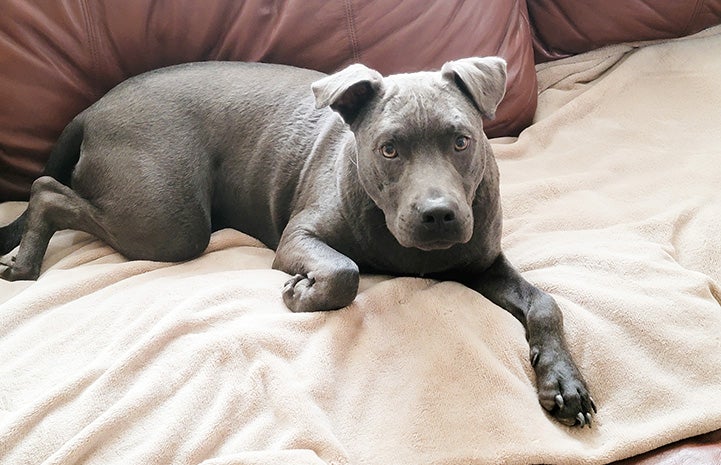 Blu the puppy lying on a bed