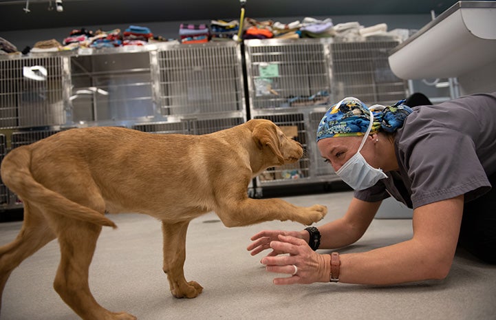 A paws in the action to check on cardboard puppy cutout hit by a