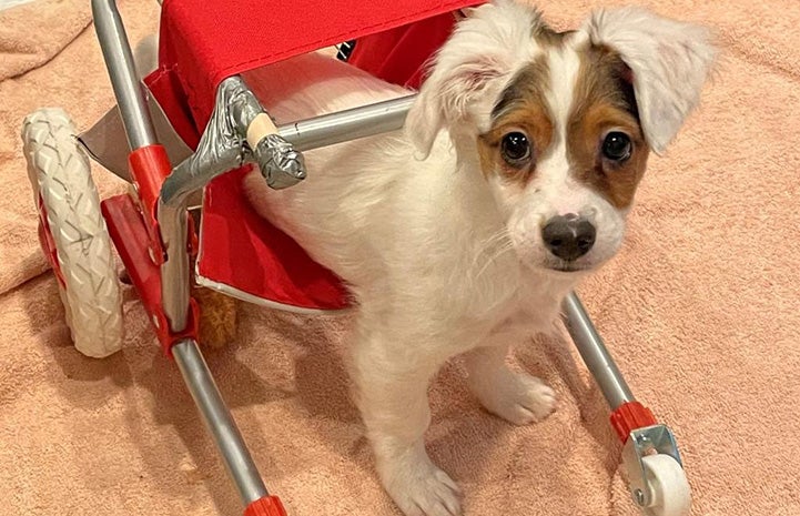 Chipper the puppies in his wheelchair
