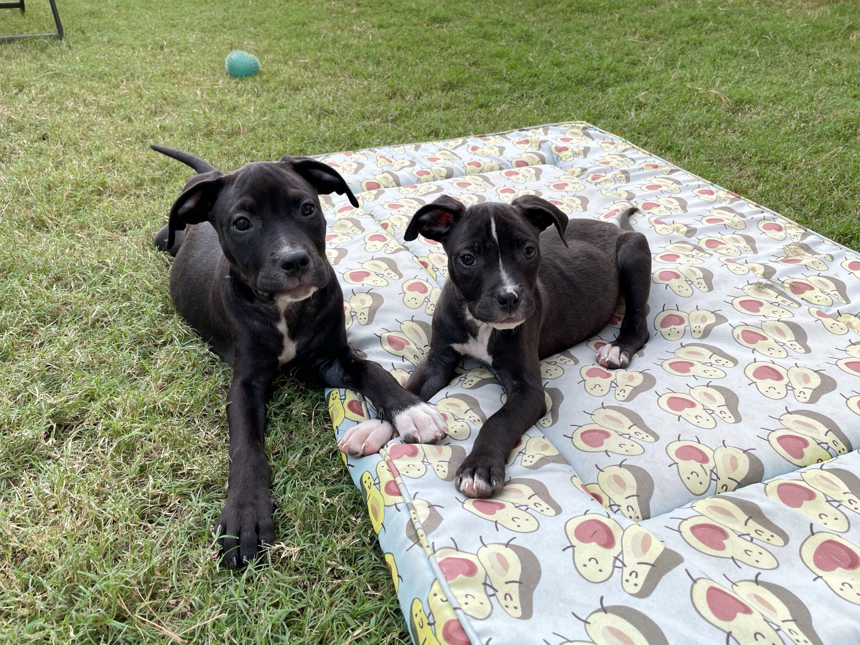 Pair of black and white puppies outside on on a mat with front paws touching