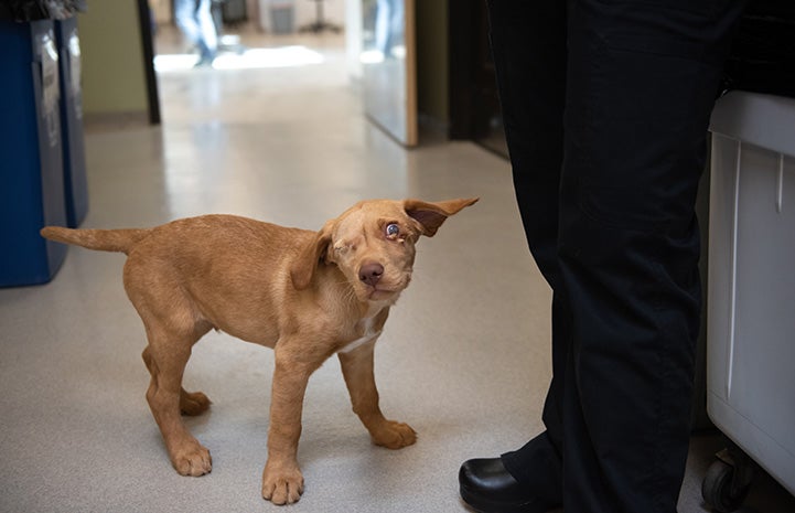 Willie the puppy standing next to a person in a hallway