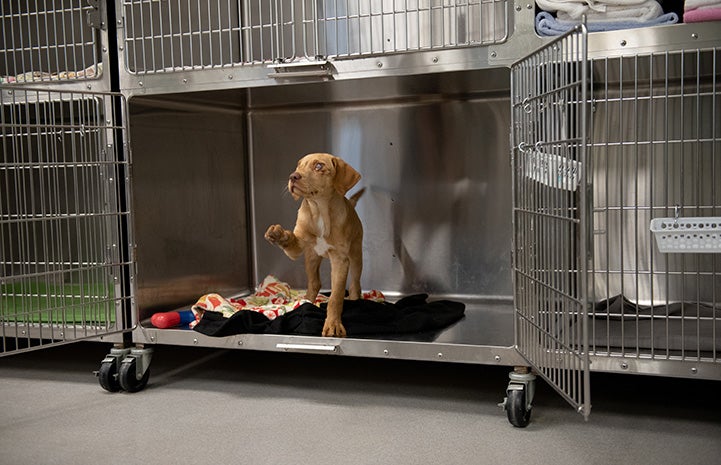 Willie the puppy in an open kennel