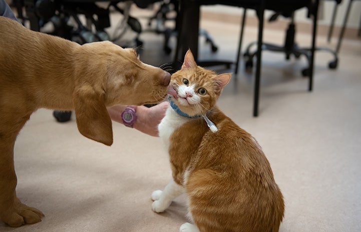 Willie the puppy sniffing a cat