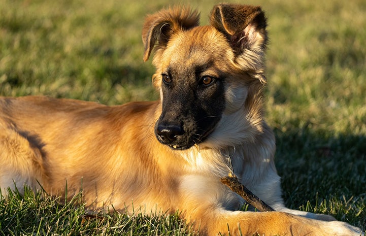 Pickle the puppy lying in some grass with golden light on her