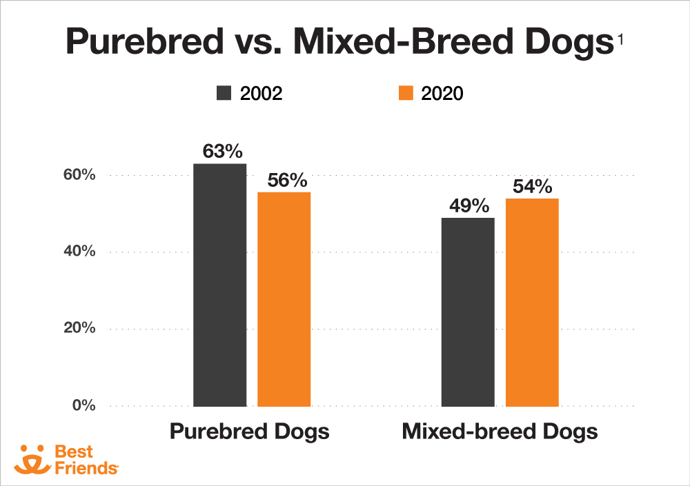 Purebred vs. Mixed-Breed Dogs
