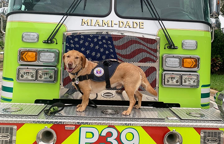 Teddy the comfort dog standing on the front of a fire engine