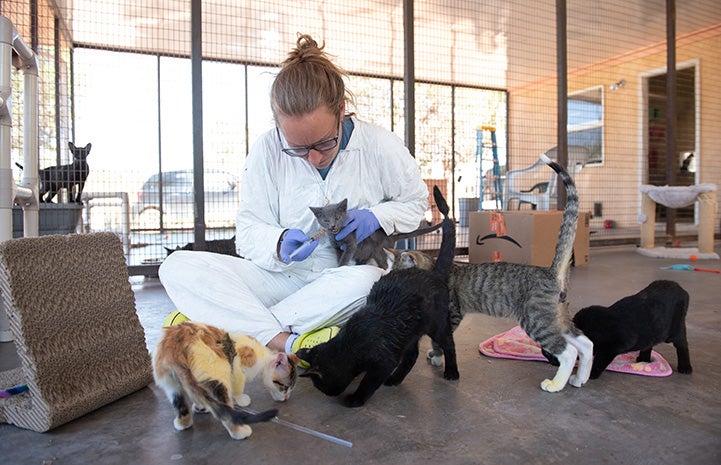 Amy administering medicine to a kitten while surrounded by others