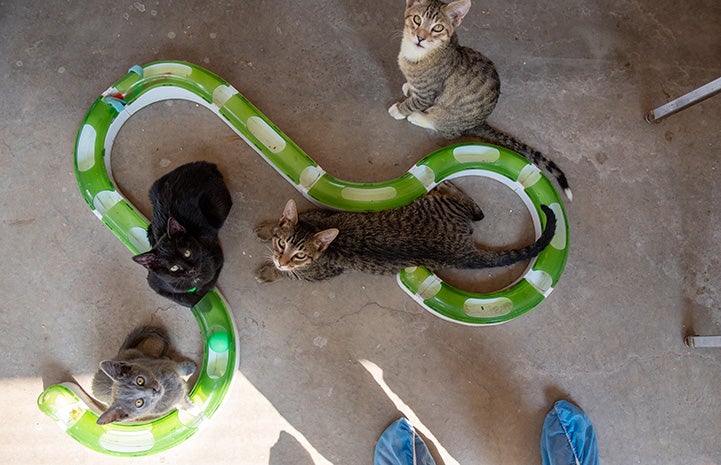 Multiple kittens around a track-ball toy