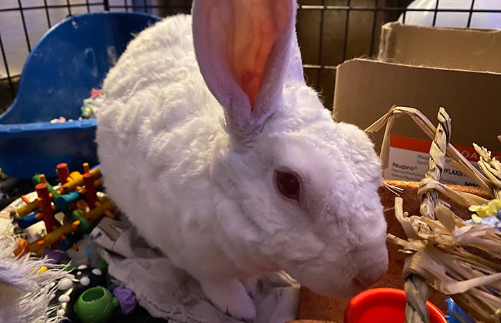 Curly the albino bunny