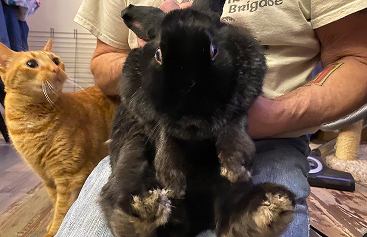 Vader the rabbit being held by Ginger the cat