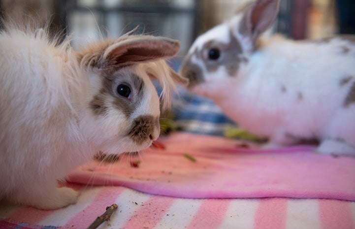 iHop and Waffle House the rabbits on some pink blankets