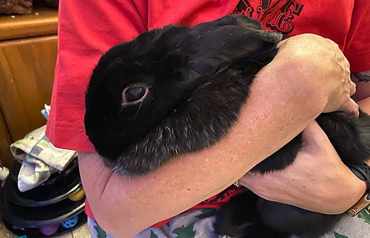 Person cradling Vader the rabbit in his or her arms