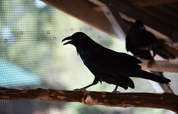 Two ravens on separate branches in a rehabilitation enclosure