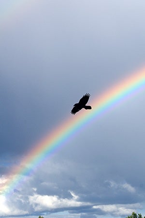 Raven flying in front of a rainbow