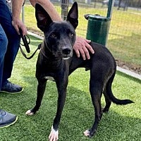 Adopt Remi the dog available for adoption from Houston