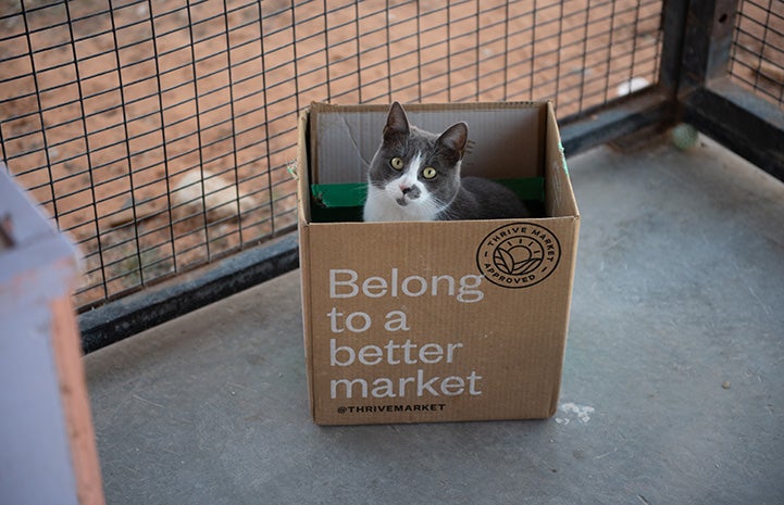 Belle the cat sitting in a box that says, Belong to a better market