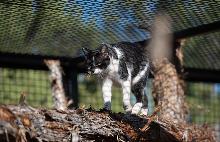 Divya walking on a branch in a catio type environment