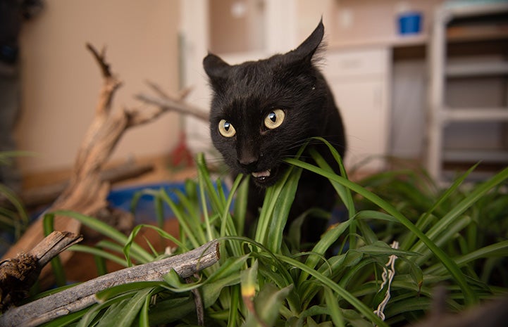 Jako the cat chewing on some grass