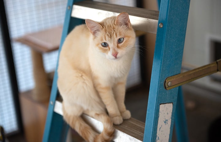 Nadia the cat sitting on a ladder