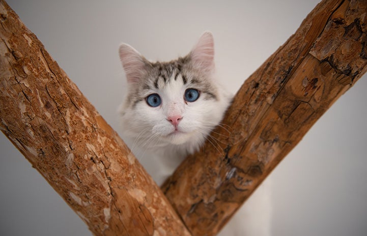 Peyton the cat with blue eyes, looking over some branches