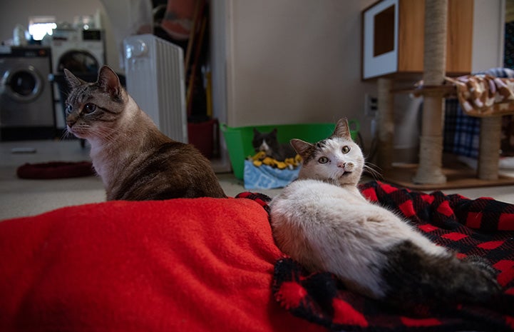  Prism, Paytrix and Mousie the cats lying on blankets