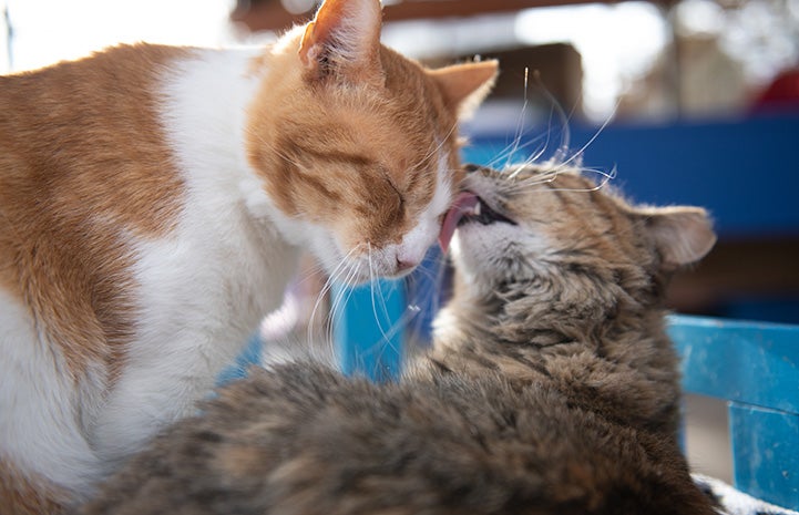 Sunny and Grove the cats grooming each other