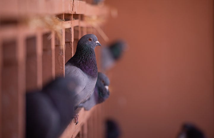 Pigeon peeking out of a box