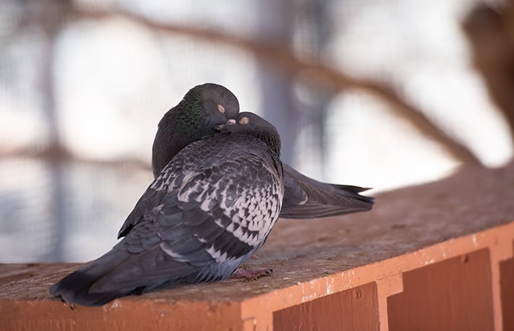 Two pigeons snuggling together
