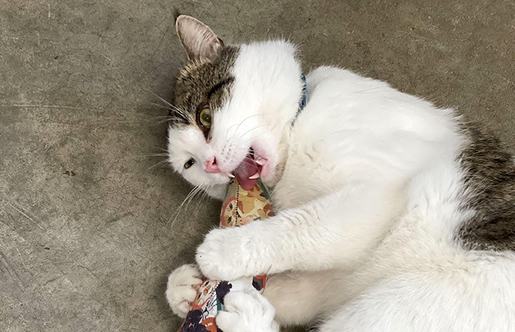 Tabby and white cat biting a toy