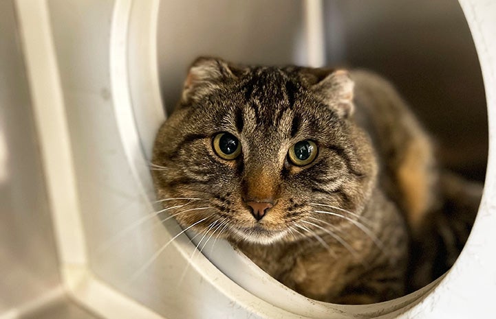 Brown tabby cat with big cheeks and small ears looking out a hole of a hiding place