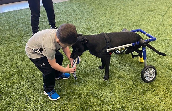 Child bending down to look at a black dog in a wheelchair