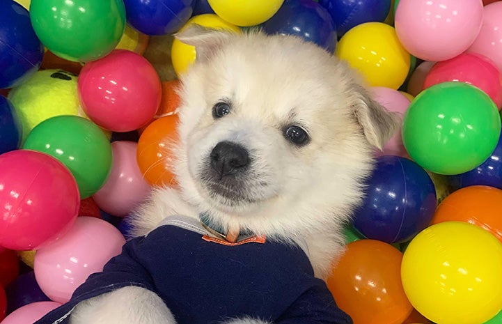 White fluffy dog lying in multi-colored balls