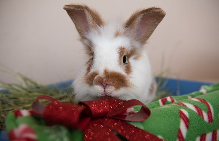 Rabbit surrounded by wrapped presents
