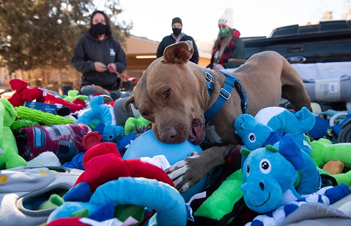 Dog lying in a huge pile of toys grabbing a large ball, while two people behind him watch