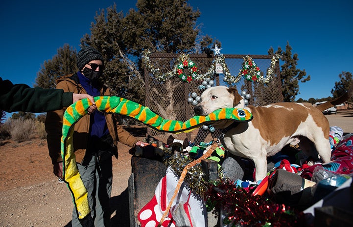 Dog picking a long green plush snake from the huge pile of toys