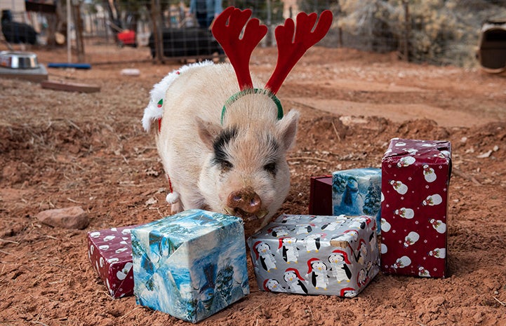 Diesel the pig wearing antlers surrounded by wrapped presents
