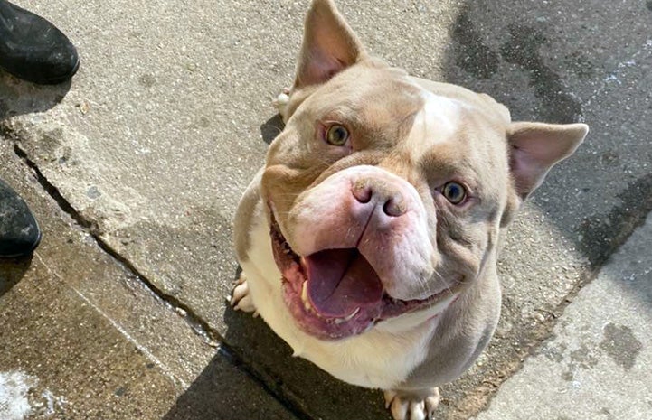 Pit-bull-type dog Dallas smiling