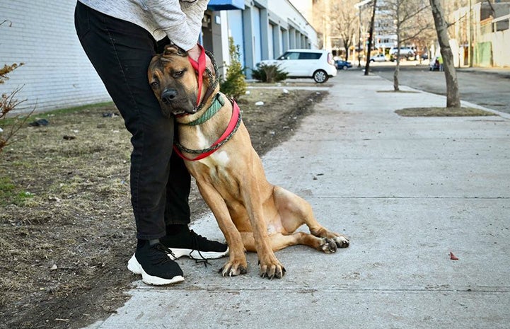 Tyson, a dog sitting and leaning against a person's legs