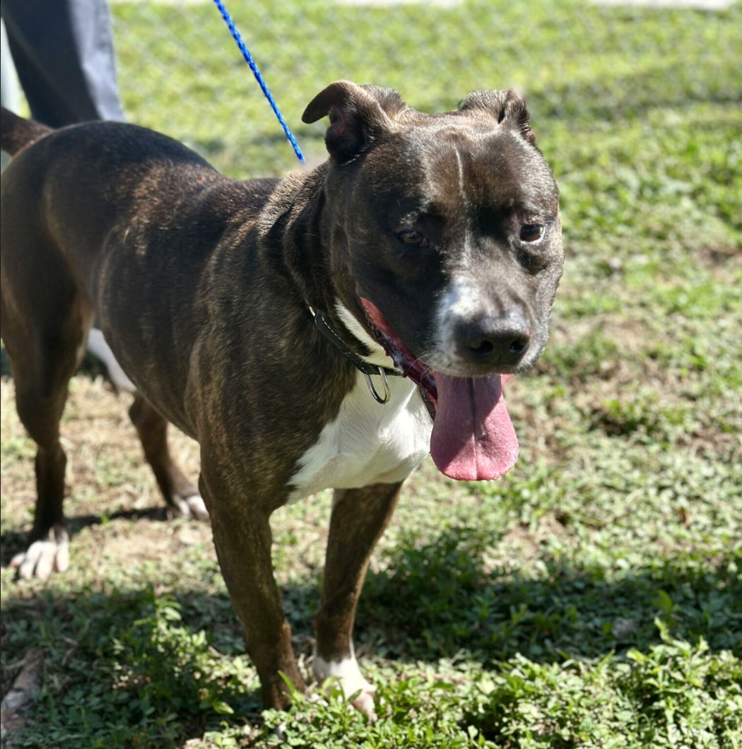 Brindle and white dog on grass