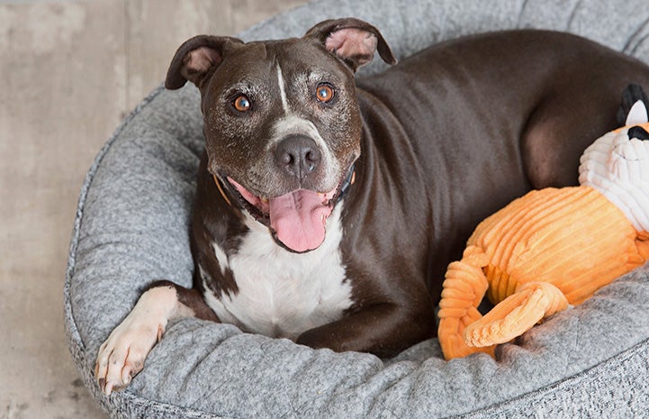Senior pit bull terrier lying in a dog bed with a toy