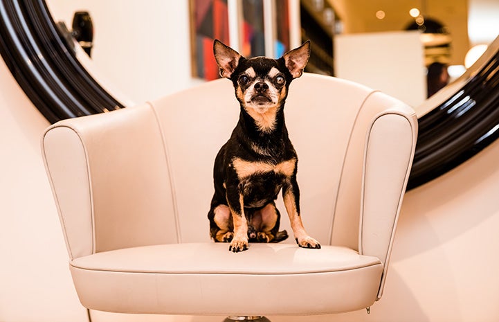 Small senior dog sitting on a chair
