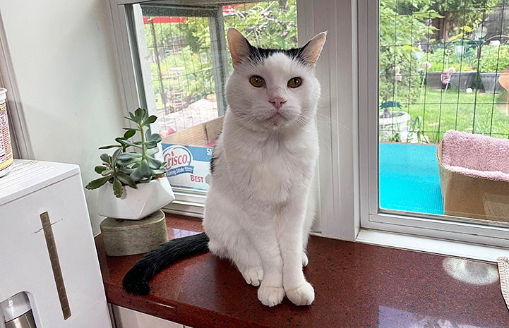Snowflake the cat sitting on a counter