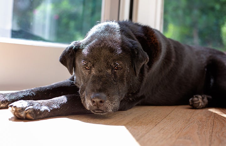 Senior dog lying in a sunbeam next to a window