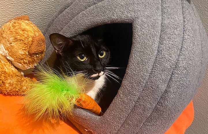 Oreo with cat poking out of enclosed cat bed