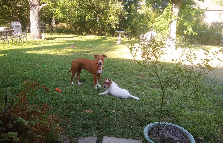 Robin the dog with Killian, the nine-month-old Jack Russell terrier