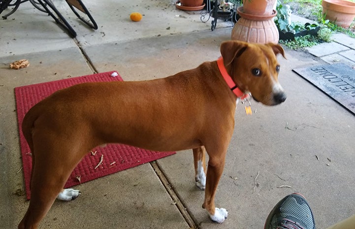 Robin the brown and white dog