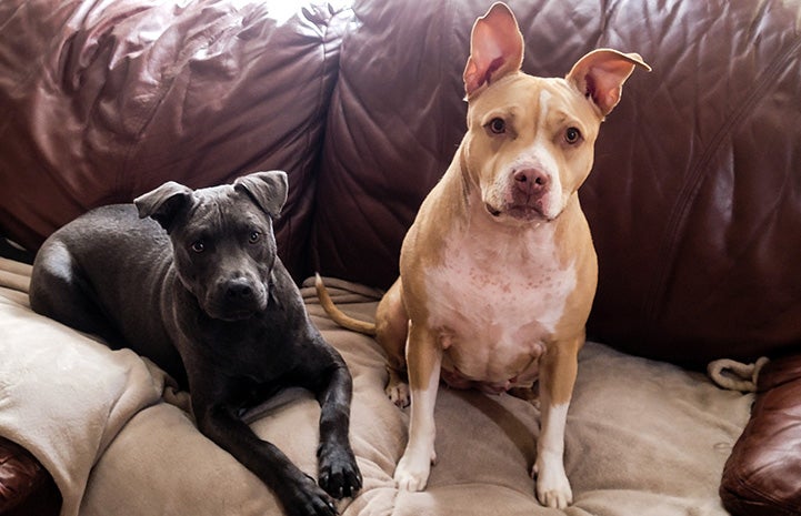 Blu and another dog on a couch next to each other