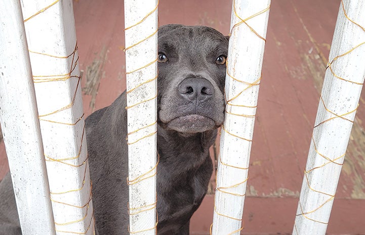 Blu the dog looking through the slats of a railing