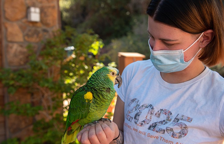 Caregiver Elle Greer wearing a mask and holding a small green and yellow parrot