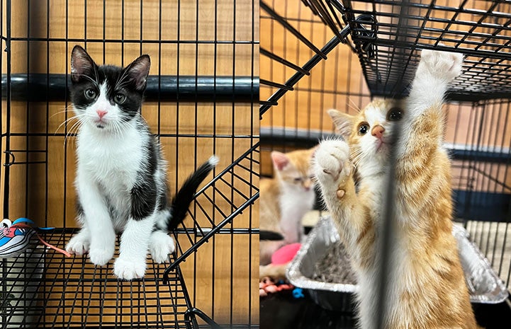 Collage of two feline photos: Once black and white kitten and other featuring an orange tabby kitten